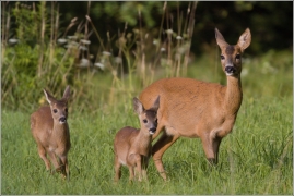 <p>SRNEC OBECNÝ (Capreolus capreolus) Šluknovsko - okolí Šluknova /European roe deer - Reh/</p>